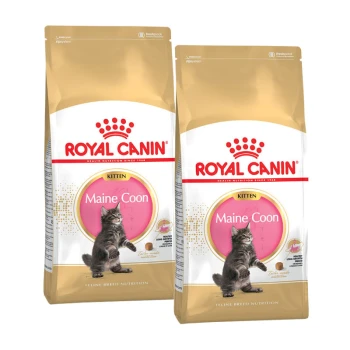 Zwei Beutel Royal Canin Kittenfutter für Maine Coon Katzen, mit einem verspielten Kätzchen auf der Vorderseite und einem gold-weißen Design.