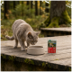 Graue Katze schnüffelt an einer leeren Schüssel neben einem Wilderness 'Pure Beef' Katzenfutterbeutel auf einer moosbedeckten Holzterrasse im Wald