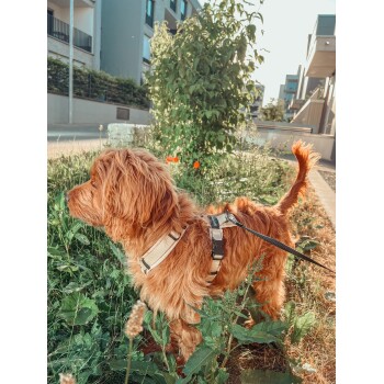 Rötlich-brauner, flauschiger Hund in einem beigen Geschirr mit schwarzer Leine, steht in einem städtischen Grünbeet und schaut nach links.