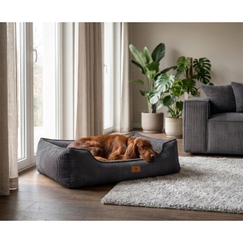 Schlafender rotbrauner Hund, zusammengerollt in einem grauen Cord-Hundebett mit Lederanhänger mit der Aufschrift „KNUFFELWUFF“, Wohnzimmersofa und Tulpen.