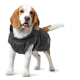 Ein Beagle, der einen stilvollen schwarzen Hundemantel mit Kapuze trägt, steht und schaut in die Kamera, und zeigt seinen freundlichen Ausdruck.