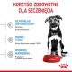 Czarny i biały szczeniak siedzi obok czerwonej miski Royal Canin wypełnionej karmą, promując silny układ odpornościowy i rozwój mózgu.
