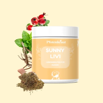 Behälter von "Sunny Livi" Leberkräutern für Hunde von Pfotenkraut, mit grünem Pulver und einem Holzlöffel auf einem sanften orangefarbenen Hintergrund.