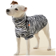 Ein kleiner weißer Hund, der ein schwarz-weiß gestreiftes Hemd trägt, schaut neugierig in die Kamera vor einem hellbeigen Hintergrund.