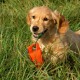 Welpe liegt im hohen Gras und hält ein orangefarbenes Hundespielzeug im Maul.
