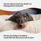 Eine Nahaufnahme eines Dackels, der auf einem flauschigen Hundebett ruht, mit Textüberlagerung auf Deutsch, die Komfort und Sicherheit für Haustiere bewirbt.