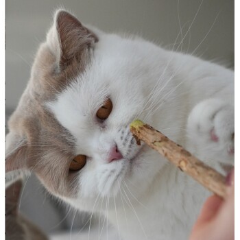 Eine flauschige weiße Katze mit grauen Flecken schnüffelt neugierig an einem grünspitzen Stock, der von einer Person gehalten wird, und zeigt ihre leuchtend orangefarbenen Augen.