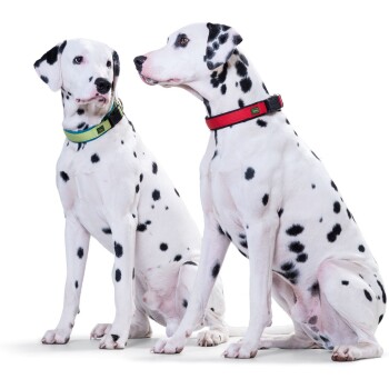 Zwei Dalmatinerhunde sitzen nebeneinander, einer trägt ein grünes Halsband und der andere ein rotes Halsband, vor einem weißen Hintergrund.