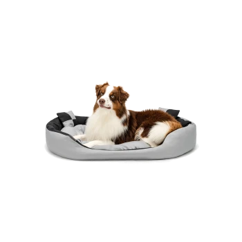 Ein braun-weißer Australian Shepherd Hund, der in einem gemütlichen, grau-schwarzen Hundebett entspannt.