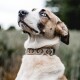 Nahaufnahme eines Hundes mit auffälligen blauen Augen und einem gemusterten Halsband, der nach oben schaut vor einem verschwommenen natürlichen Hintergrund.