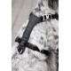 Nahaufnahme eines schwarzen Hundegeschirrs, das an einem flauschigen, grau-weißen Hund angepasst ist, mit verstellbaren Riemen und Metallclips.