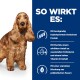 Ein goldener Cocker Spaniel steht neben einem blauen Hintergrund mit Text zur Haustierernährung, der hydrolysiertes Protein und Omega 3-6 Fischöl zeigt.