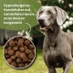 Ein hellbrauner Hund frisst aus einer Edelstahlschüssel; das Bild zeigt runde Kroketten mit Text über hypoallergenes Lamm-basiertes Hundefutter.