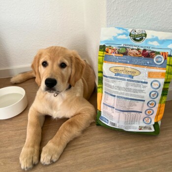 Ein Golden Retriever Welpe liegt neben einem Sack Bellfor Premium-Hundefutter, beschriftet mit "FREILAND-SCHMAUS JUNIOR", mit einer Wasserschüssel in der Nähe.