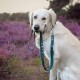 A golden retriever holding a green dog leash in its mouth, set against a backdrop of purple flowers and greenery.