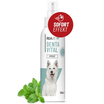 Flasche mit REAVET DentaVital Spray für Hunde, 120ml, mit einem Bild eines weißen Hundes und einem roten Etikett "Sofort Effekt", mit Minzblättern.