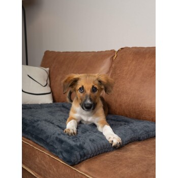 Ein verspielter braun-weißer Welpe, der auf einer dunkelgrauen Tierdecke auf einer braunen Ledercouch liegt und neugierig in die Kamera schaut.