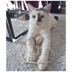 Eine weiße Katze mit grünen Augen und einem grauen Fleck auf dem Kopf liegt auf einem flauschigen Teppich und spielt mit einem kleinen Wollknäuel.