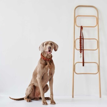 Ein hellbrauner Hund mit einem stilvollen Lederhalsband sitzt neben einem minimalistischen Holzregal, das eine passende Lederleine hält.