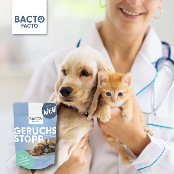 Ein Tierarzt in einem weißen Kittel hält zwei Welpen, während er ein Paket des Bacto Facto Geruchs Stopp Haustierprodukts mit der Aufschrift "NEU" zeigt.