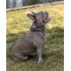 Ein glücklicher grauer Französischer Bulldogge sitzt auf Gras, trägt ein schwarzes Halsband mit einer silbernen Schnalle und schaut mit einem freudigen Ausdruck nach oben.