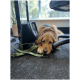 Ein brauner Hund liegt auf einem Teppich neben einer schwarzen Tasche und einer grünen Hundeleine, mit einer Pflanze im Hintergrund.