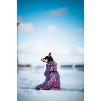 Ein schwarzer Hund, der einen bunten, pink und lila gemusterten Wintermantel trägt, sitzt im Schnee und schaut weg gegen einen blauen Himmel.