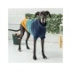 Ein stilvoller schwarzer Hund trägt einen bunten gestrickten Pullover mit blauen, grünen und orangefarbenen Streifen, steht in einer hellen Innenumgebung.