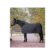 Ein schwarzes Pferd, das eine passende schwarze Decke trägt, steht auf einem Schotterweg, umgeben von Bäumen, und zeigt eine ruhige Außenumgebung.