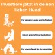 Oranger Hintergrund mit weißem Text: 'Investiere jetzt in deinen Hund', der Mobilität, Glück und Freude im Alter hervorhebt, mit Hundillustrationen.