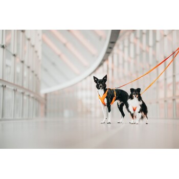 Zwei Hunde, einer schwarz-weiß mit einem Geschirr und ein kleinerer schwarz-weißer Hund, beide stehen in einem eleganten, modernen Flur.