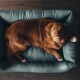 Ein goldbrauner Hund, der bequem auf einem weichen, grünen Hundebett liegt und mit einem neugierigen Ausdruck direkt in die Kamera schaut.
