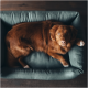 Ein goldbrauner Hund, der bequem auf einem weichen, grünen Hundebett liegt und mit einem neugierigen Ausdruck direkt in die Kamera schaut.