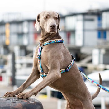 Weimaraner Hund trägt ein buntes blaues Geschirr und Leine, steht mit Vorderpfoten auf einem Metallpfosten im Freien.