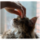 Langhaarige getigerte Katze, Augen geschlossen, wird am Stirnbereich von einer Hand nahe einem Fenster gestreichelt.