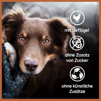 Eine Nahaufnahme eines braunen Hundes, der seinen Kopf auf einem Baumstamm ruht, mit Text, der angibt, dass das Produkt Geflügel enthält, keinen Zuckerzusatz und keine künstlichen Zusatzstoffe.