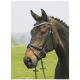 Eine Nahaufnahme eines braunen Pferdes, das ein schwarzes Zaumzeug mit einem geschmückten Stirnriemen trägt, vor einem grünen Feldhintergrund.