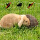 Katzennetz inkl. Befestigung