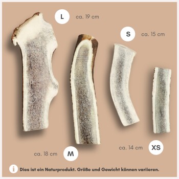 Vier Größen natürlicher Geweih-Kauknochen für Hunde, beschriftet mit L (21 cm), M (19 cm), S (16 cm) und XS (14 cm) auf beigem Hintergrund.