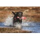 Un chien noir éclabousse à travers une eau peu profonde, portant joyeusement un jouet rouge et blanc dans sa bouche, entouré d'un paysage naturel.