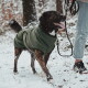 Ein gestromter Hund, der einen dunkelgrünen Fleece-Mantel trägt, steht vor einem weißen Hintergrund und schaut aufmerksam zur Seite.