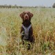 Ein brauner Hund, der ein blaues Geschirr trägt, sitzt in einem Feld mit hohem Gras und Wildblumen und schaut zur Kamera.