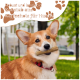Corgi-Hund hält einen Kaustick im Mund, mit Textüberlagerung, die besagt: "Robust und langlebig Kaustab aus Kaffeeholz für Hunde."