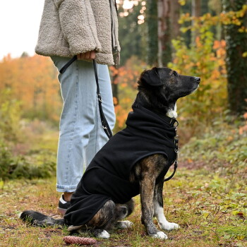 Rückenansicht eines gestromten Hundes, der einen schwarzen Fleece-Hundemantel vor weißem Hintergrund trägt.