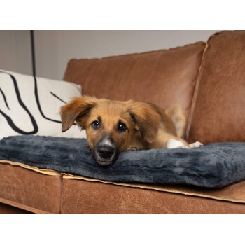 Ein süßer Welpe mit braunem Fell und ausdrucksvollen Augen ruht auf einer weichen grauen Decke auf einem braunen Ledersofa und schaut direkt in die Kamera.