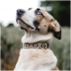 Eine Nahaufnahme eines Hundes mit blauen Augen und einem braun-weißen Fell, der ein gemustertes Halsband trägt und nach oben schaut, vor einem verschwommenen natürlichen Hintergrund.