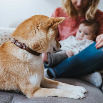 Ein Shiba Inu Hund mit einem braunen Halsband sitzt auf einem grauen Sofa und schaut zu einer Person und einem Kind in der Nähe.