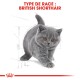 Illustration d'un chaton British Shorthair avec un pelage gris et de grands yeux, étiquetée "TYPE DE RACE : BRITISH SHORTHAIR" en texte rouge gras.