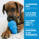 Chien brun mâchant un jouet KONG bleu ; panneau bleu affichant le texte français « Le CAOUTCHOUC KONG... Il ne se casse pas en éclats ».