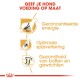 Infographic ter promotie van op maat gemaakte hondenvoeding, met drie belangrijke voordelen: geconcentreerde energie, optimale spijsvertering en gewrichtsgezondheid.